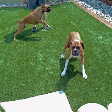 Artificial Turf for Active Dogs