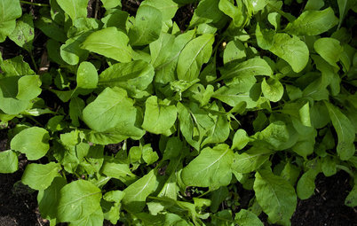 Cool-Season Vegetables: How to Grow Salad Greens