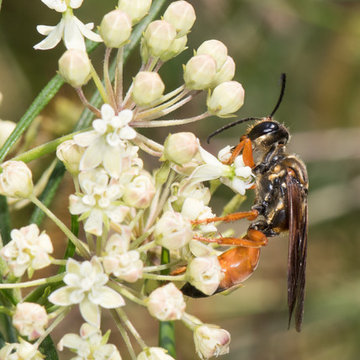 Asclepias verticillata