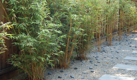 Great Design Plant: Alphonse Karr Bamboo
