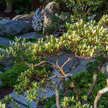 Asian Garden Pruning and Planting