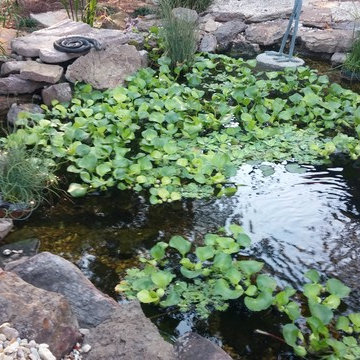 Asian Inspired Koi Pond