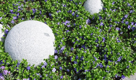 Great Design Plant: Periwinkle