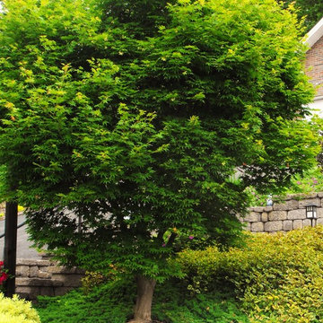 Asian Terrace Garden in Bristol, Virginia