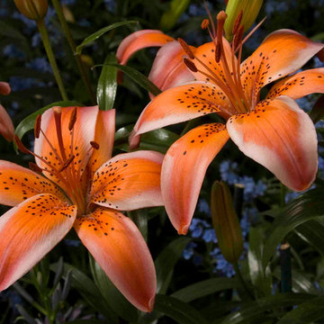 Asiatic hybrid Lily