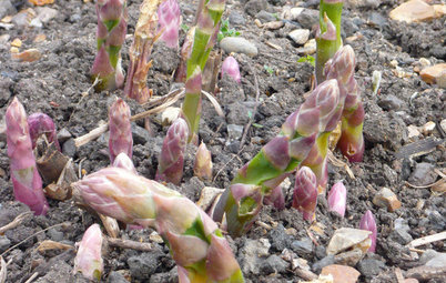 Cool-Season Vegetables: How to Grow Asparagus