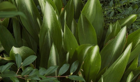 7 Evergreen Wonders of the Plant World