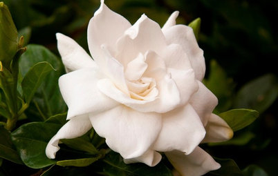 Gardenias Fill Gardens With Fragrance and Charm