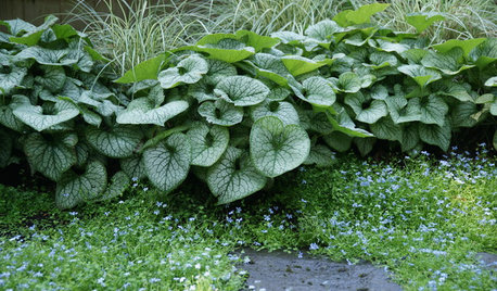 Hosta Alternatives for the Shaded Garden