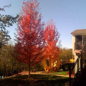 Autumn Blaze Maple Installation