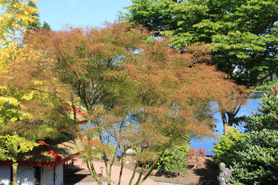 available japanese maple trees