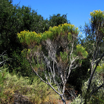 Baccharis pilularis in Los Osos Oaks State Preserve