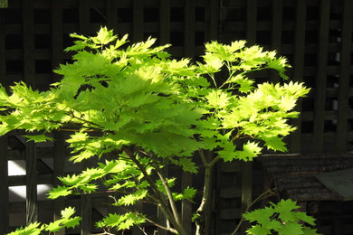 This is an example of a traditional shade backyard landscaping in Vancouver.