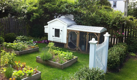 Is a Backyard Chicken Coop Right for You?
