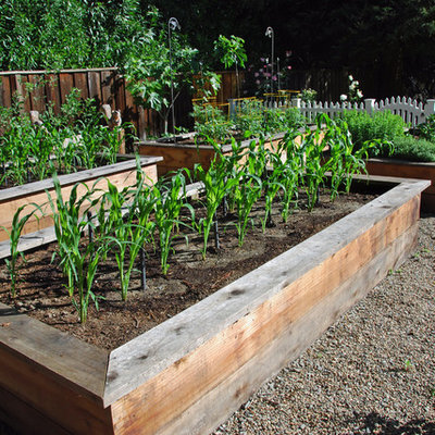 Photo of a large traditional full sun backyard gravel vegetable garden landscape in San Francisco for summer.