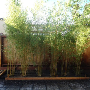 Bamboo Privacy Screening in Belmont, Ca.