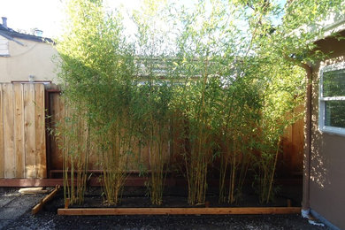 Bamboo Privacy Screening in Belmont, Ca.
