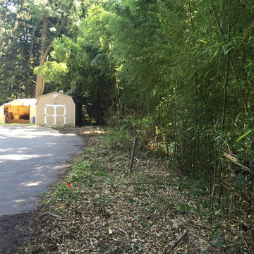 Bamboo Removal, Glen Mills