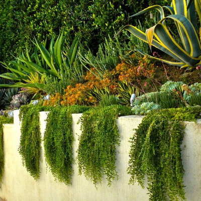 Inspiration for a small tropical partial sun side yard landscaping in Los Angeles.