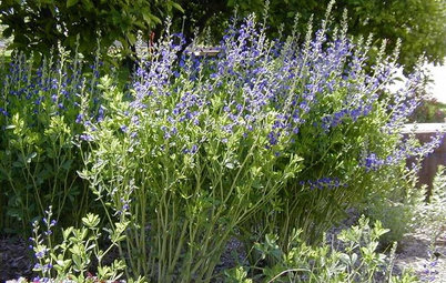 5 Great Plants for Borders and Screens