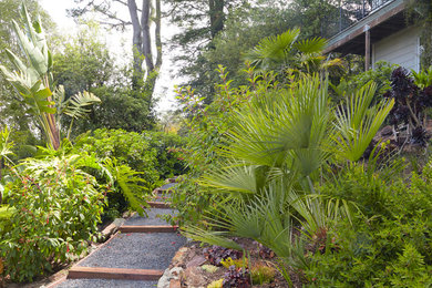 Imagen de camino de jardín tropical de tamaño medio en patio trasero con exposición reducida al sol, gravilla y jardín francés