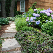 ajuga and other shade plants