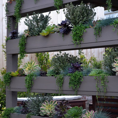 Photo of a small contemporary backyard landscaping in Orange County.