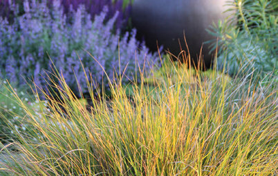 Add Softness, Light and Movement With Ornamental Grasses