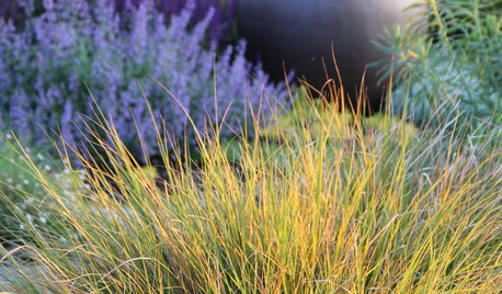 Add Softness, Light and Movement With Ornamental Grasses