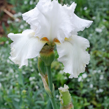 Bearded iris, Iris germanica