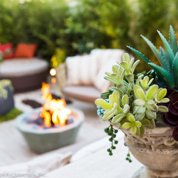 Beautiful Succulents in Pot