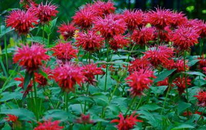 10 Deer-Resistant Native Flowers to Plant This Fall
