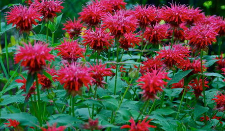 10 Deer-Resistant Native Flowers to Plant This Fall