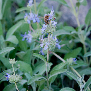 Bee's Bliss Salvia