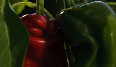 Summer Crops: How to Grow Peppers