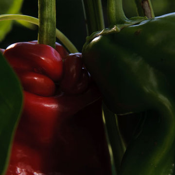 bell peppers