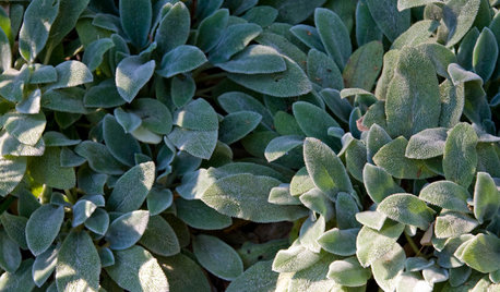 The Right Touch: 13 Soft, Fuzzy Plants for Gardens and Pots