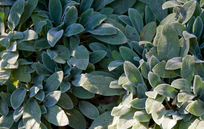 The Right Touch: 13 Soft, Fuzzy Plants for Gardens and Pots