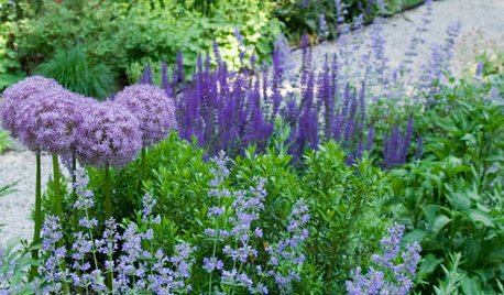 Create a Wow Garden With the Colour Purple