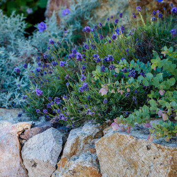 Berkeley Rock Garden