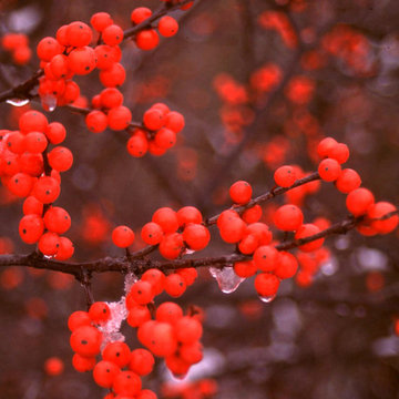 Berry Heavy® Winterberry Holly