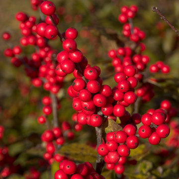 Berry Nice® winterberry holly