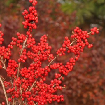 Berry Nice® Winterberry Holly
