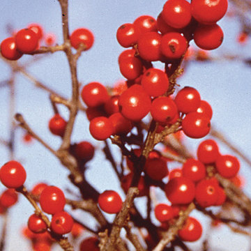 Berry Nice® Winterberry Holly