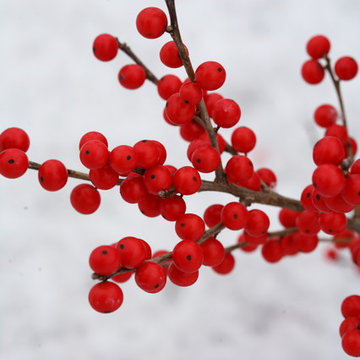 Berry Poppins™ Winterberry Holly