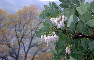 Great Design Plant: Arctostaphylos Glauca Nourishes and Delights