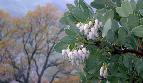 Great Design Plant: Arctostaphylos Glauca Nourishes and Delights
