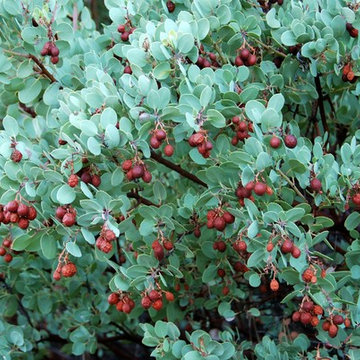 Big Berry Manzanita