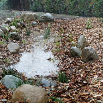 Bioswales