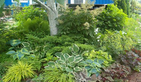 Unsung Garden Hero: Fantastic Foliage